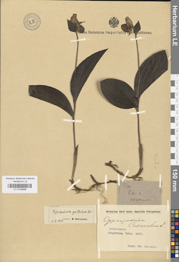 LE 01026668
