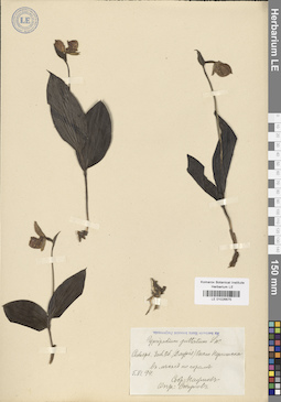 LE 01026675