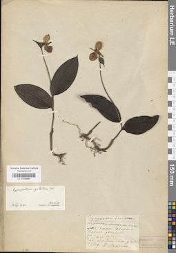 LE 01026680