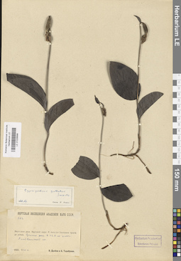 LE 01026699