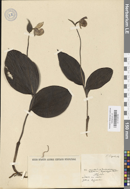 LE 01026765