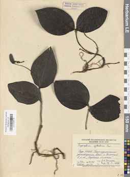 LE 01026778
