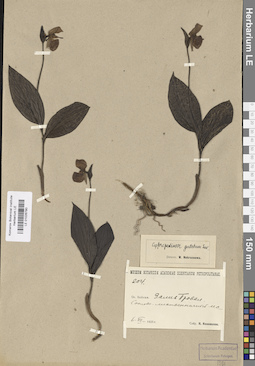 LE 01026780