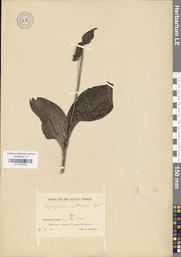 LE 01026782