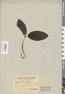 LE 01026784