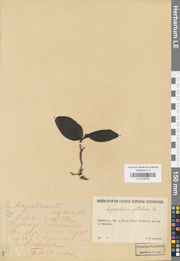 LE 01026791