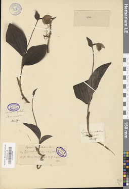 LE 01027605