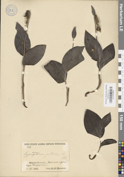 LE 01027609