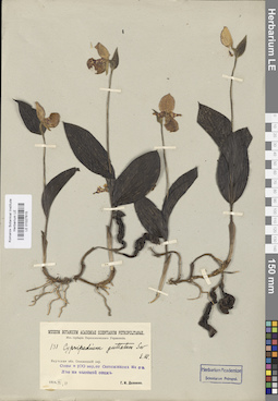 LE 01027615