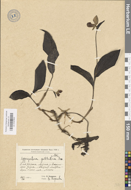 LE 01027623