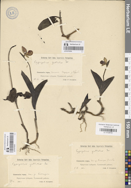 LE 01026781