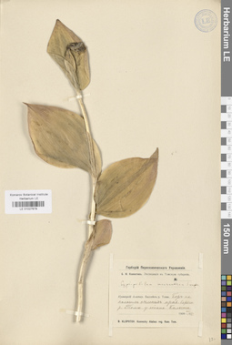 LE 01027678