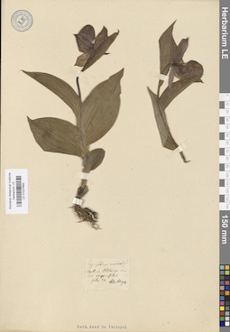 LE 01027693