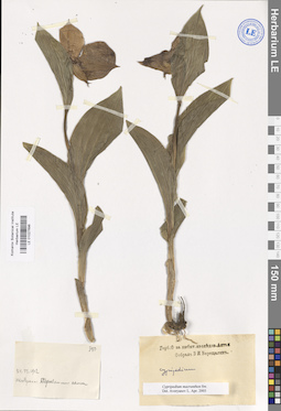 LE 01027696