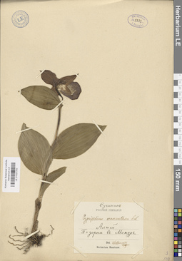 LE 01027702