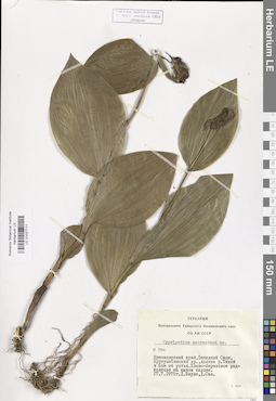 LE 01027711
