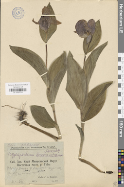 LE 01027715