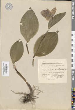 LE 01027716