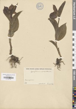 LE 01027720