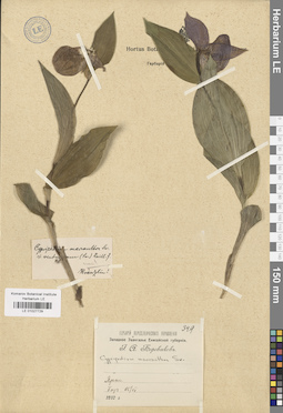 LE 01027729
