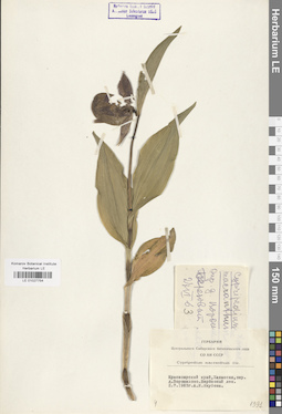 LE 01027754