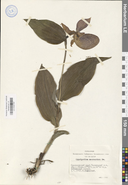 LE 01027767