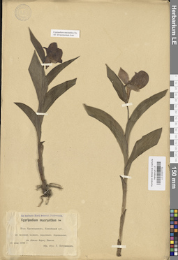 LE 01027775