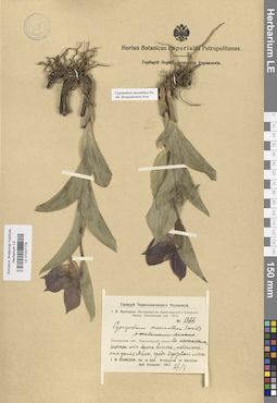 LE 01027779