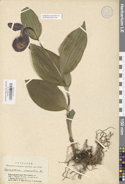 LE 01027790