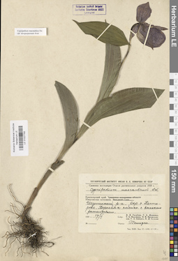 LE 01027793