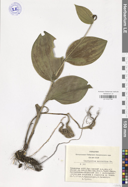 LE 01027794