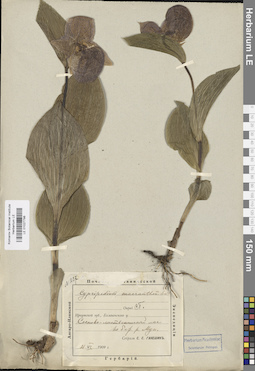 LE 01027798