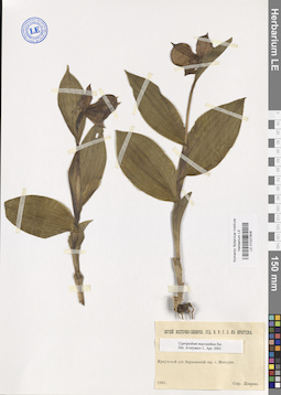 LE 01027806