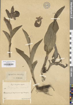 LE 01027812