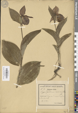 LE 01027815