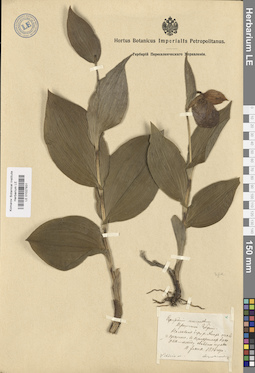 LE 01027831