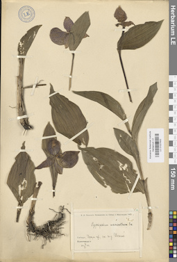 LE 01027832