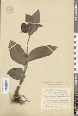 LE 01027835