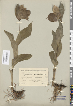 LE 01027843