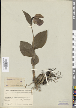 LE 01027874