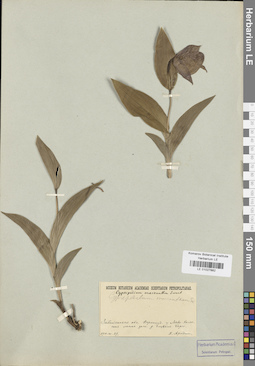LE 01027882