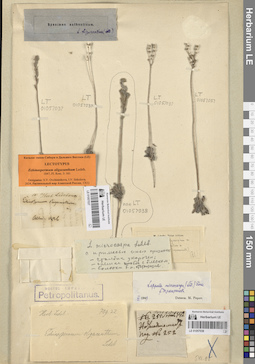LE 01057038