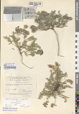 LE 01151931