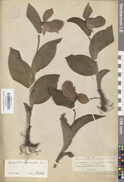 LE 01027906