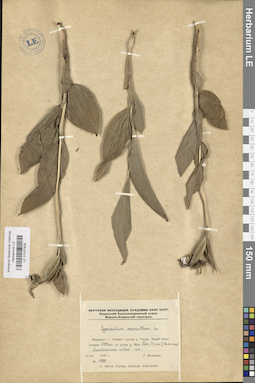 LE 01027929