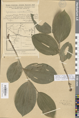 LE 01027931