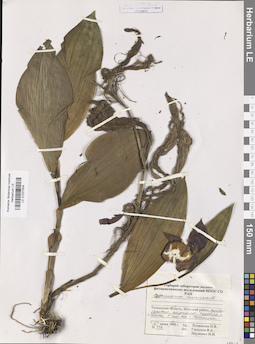LE 01027934