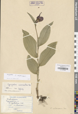LE 01027936