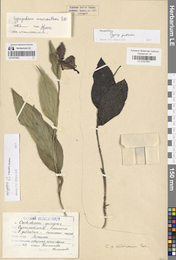 LE 01027937