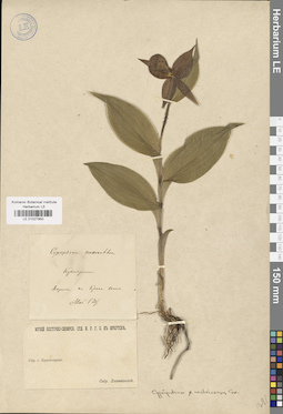 LE 01027950